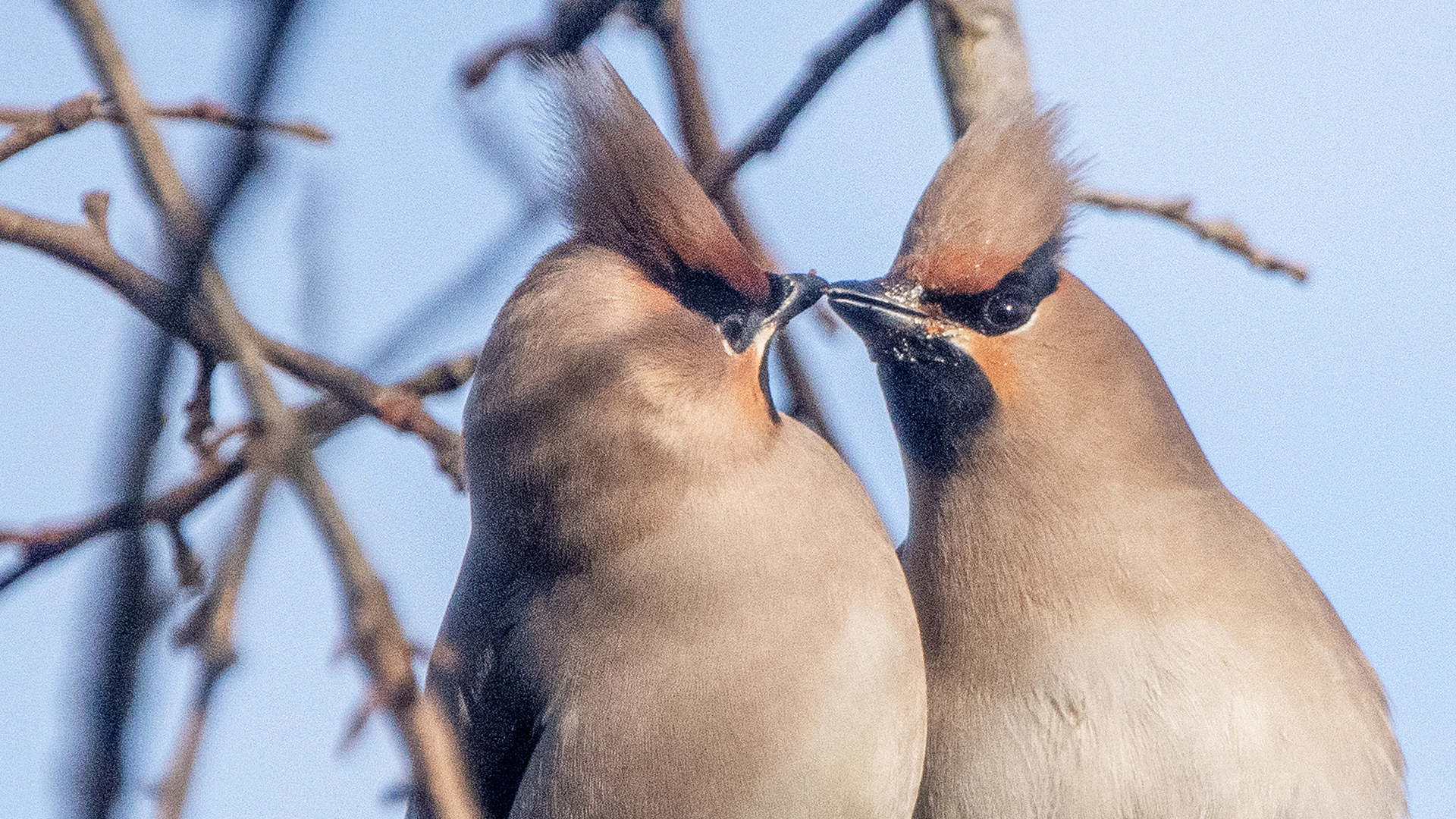 Bohemian Waxwing — Ana fotoğraf